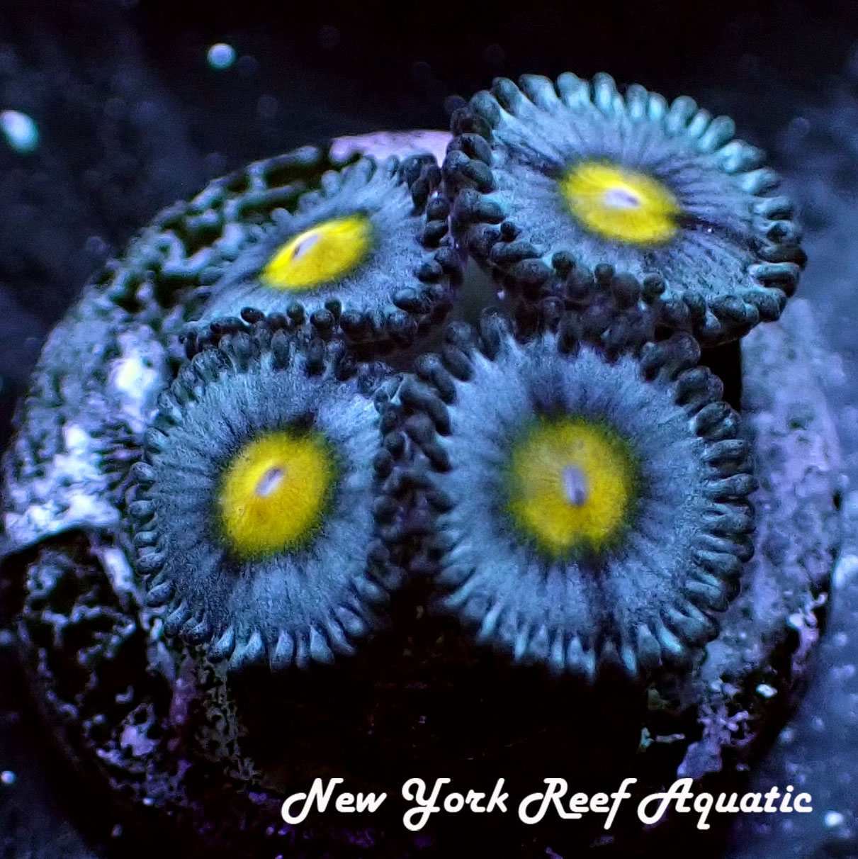 AOI Zoanthid