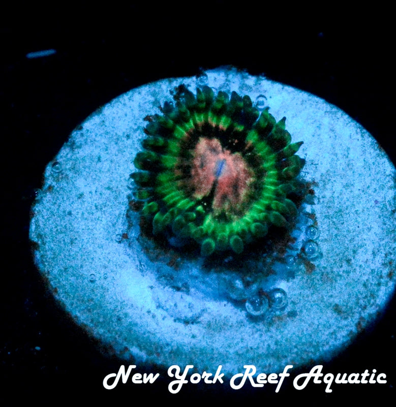 Atomic BloodShot Zoanthid