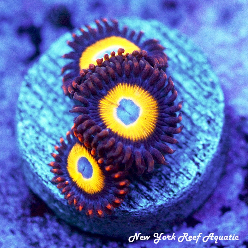 BBEB Zoanthids