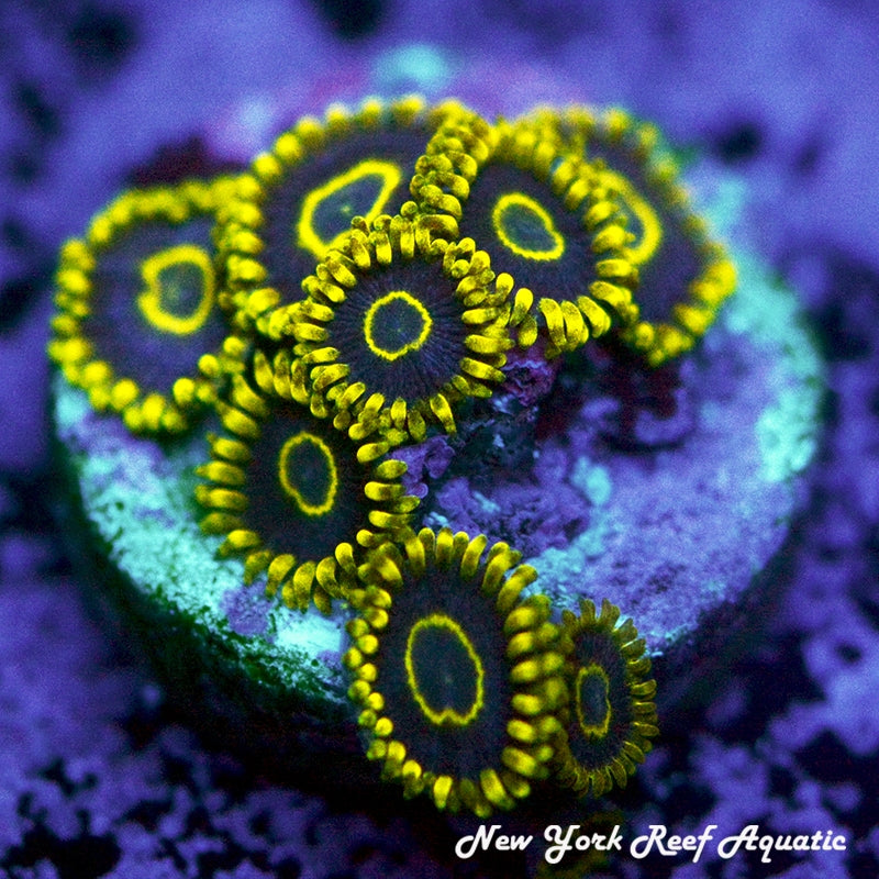 Blue Hornet Zoanthids