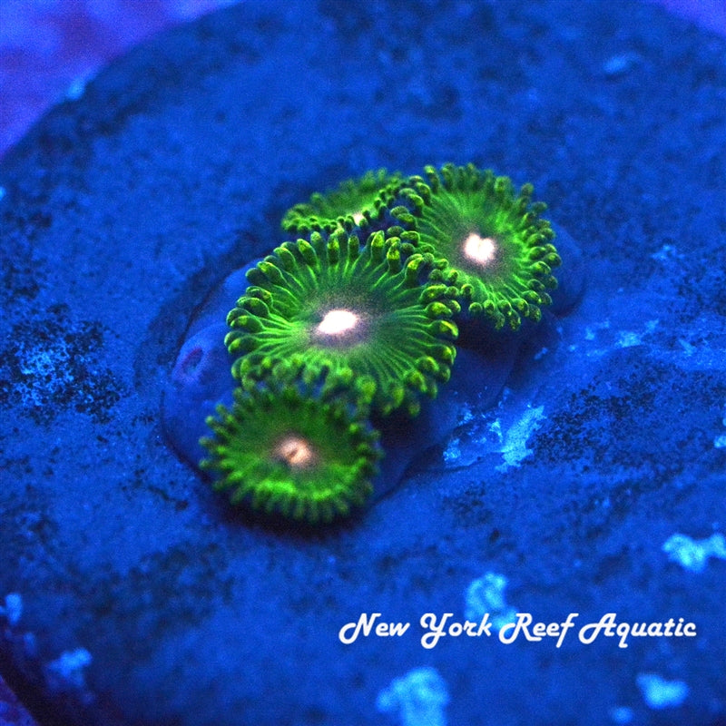 NYRA Green Tweety Zoanthids 4-7 Polyp Frag