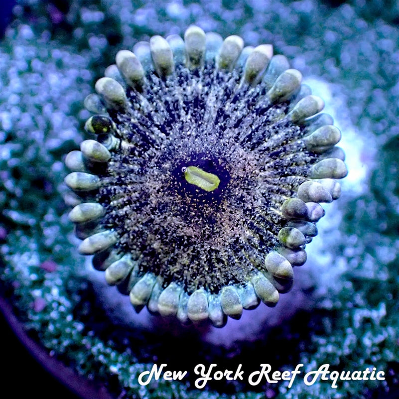 NYRA Hoshi Nova Zoanthid