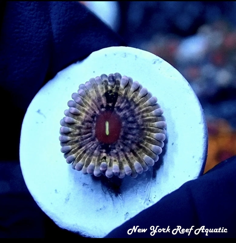 NYRA Leopard Queen Zoanthid