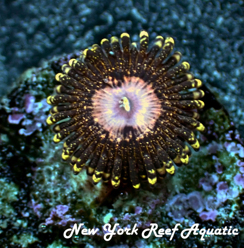 NYRA Peacock 967 Zoanthids - SALE SPECIAL!!