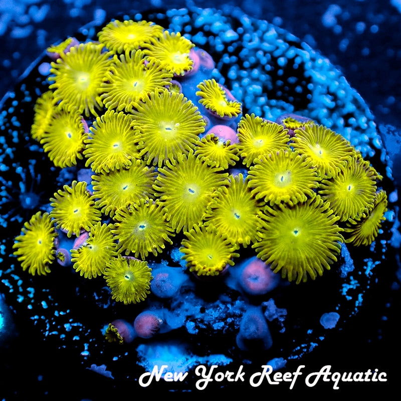 NYRA Rengoku Micro Zoanthids - 5-7 Polyp Frag