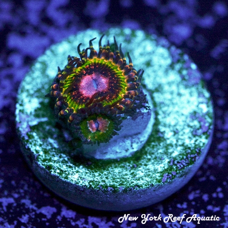 Pink Krak Zoanthids - 1p Frag SALE SPECIAL!