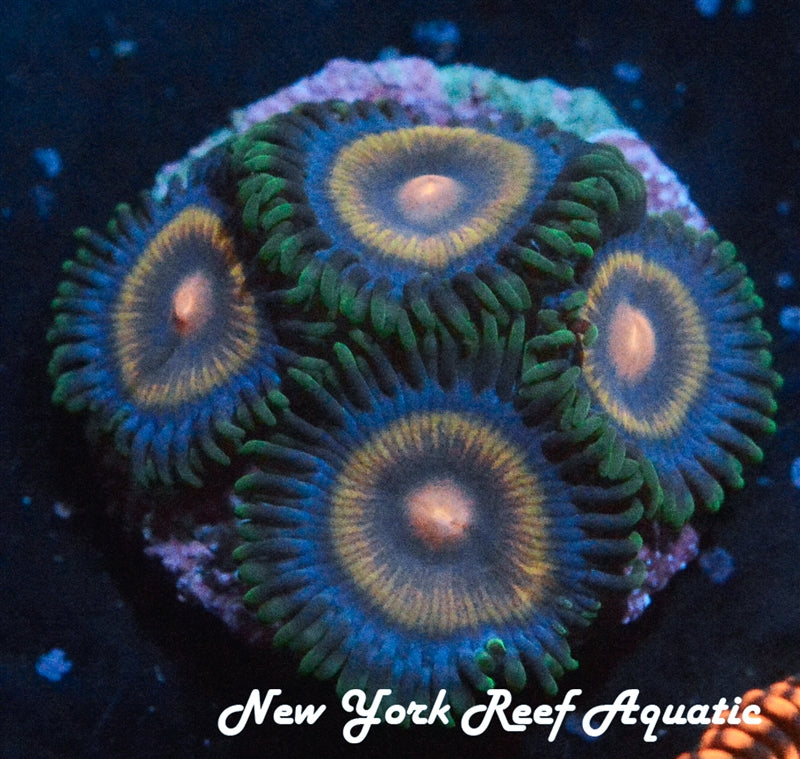 SUPERGIRL ZOANTHID - 4-6 Polyp Frag