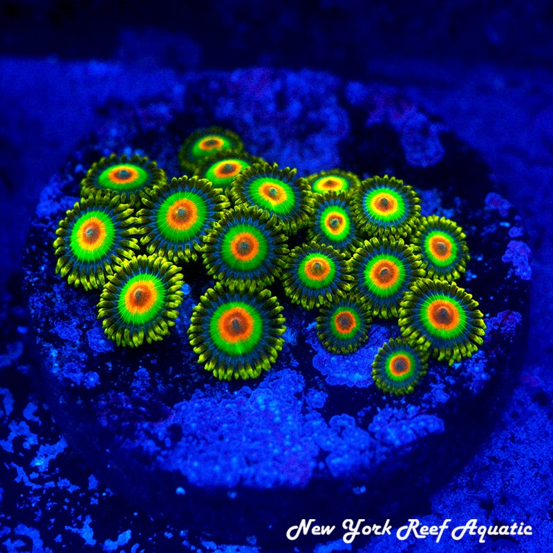 Rasta Zoanthids 3-5 Polyp Frag