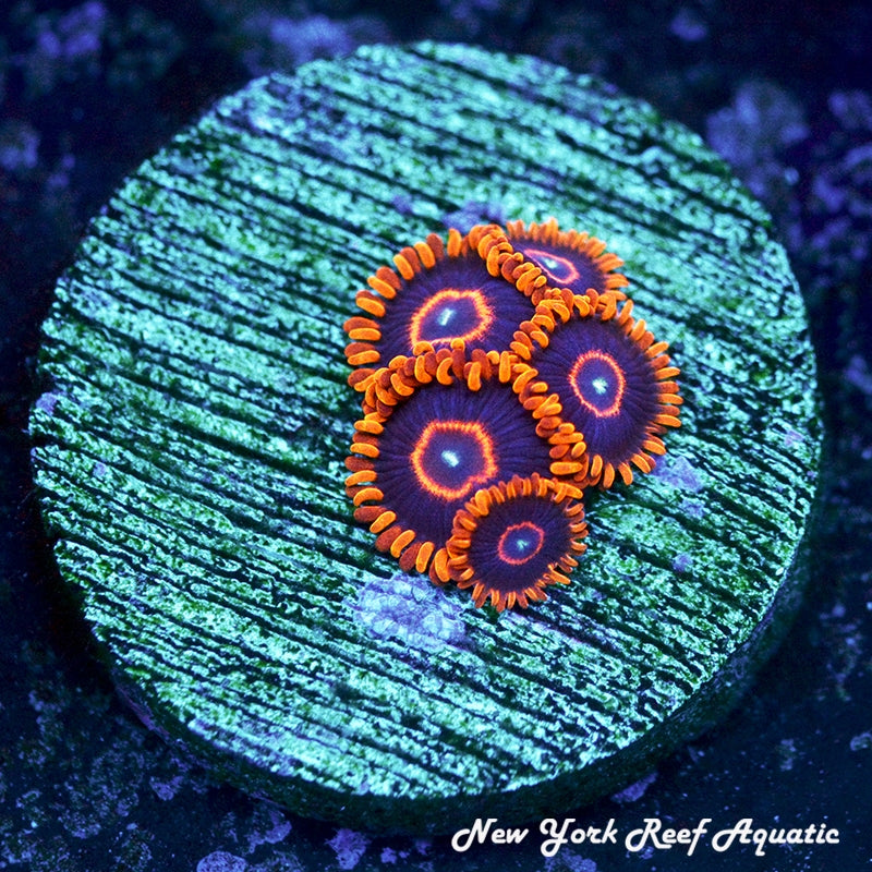 Red Hornet Zoanthids - 2-4 Polyps Frag