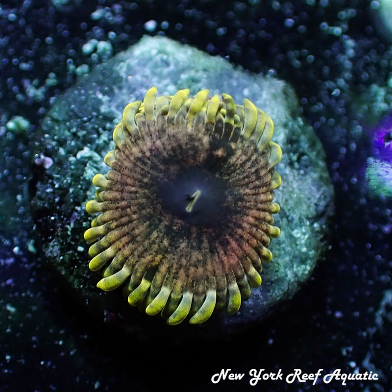 Mesosphere Zoanthid