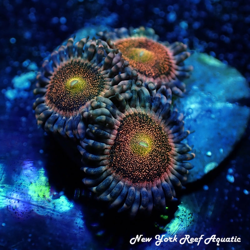 Mohawk Zoanthid - 3-4 Polyp Frag