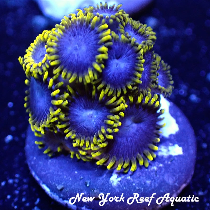 NYRA Avatarbeast Zoanthid