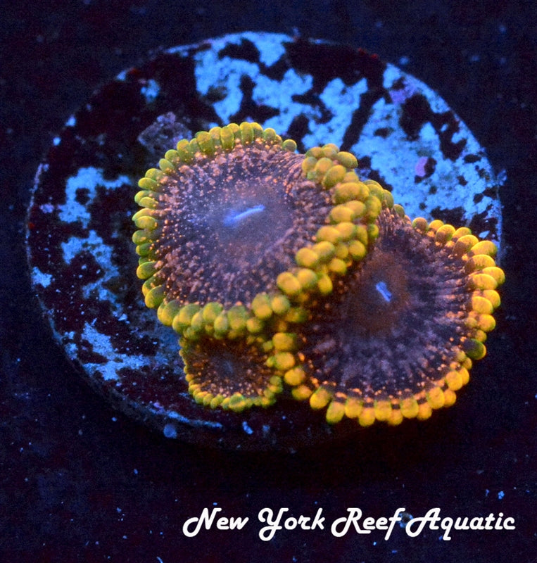 NYRA AWOL Zoanthid