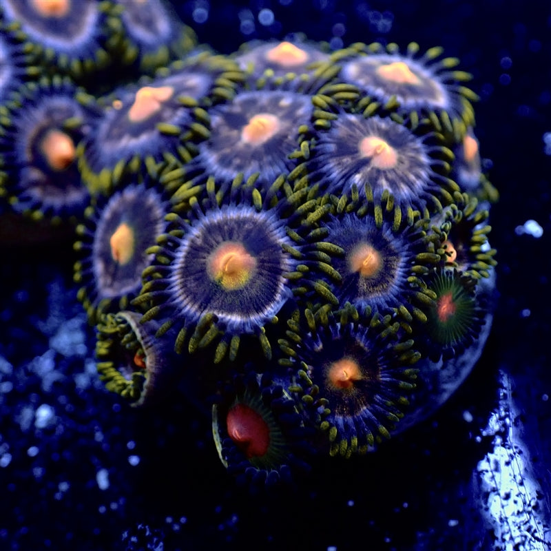 Pink Minefield Zoanthid