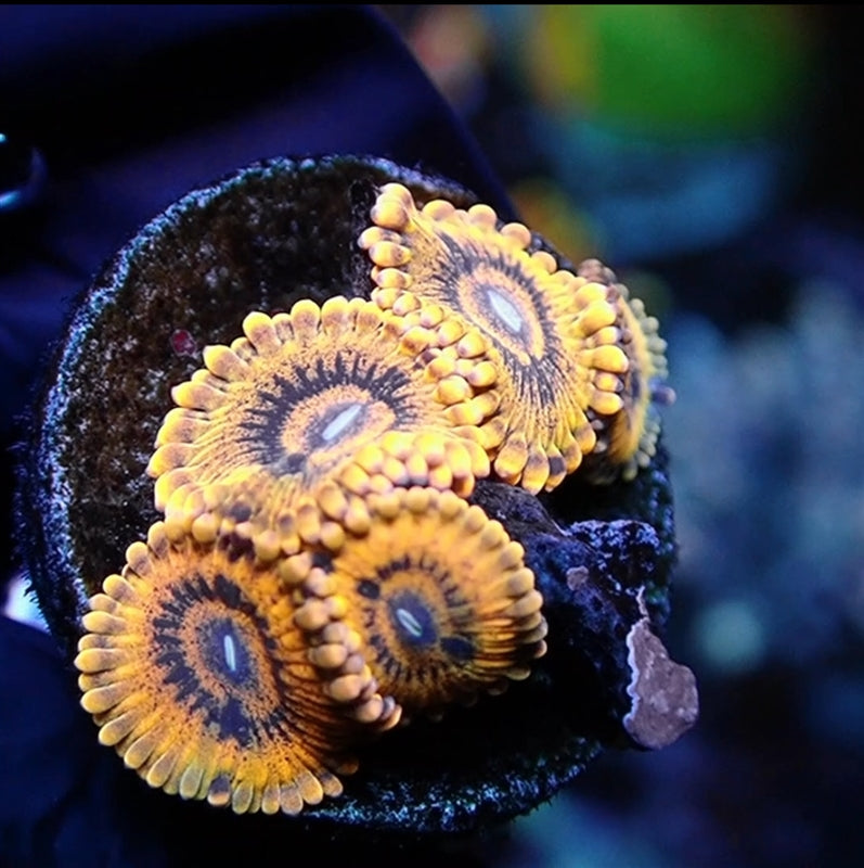 Spell Binder Zoanthid