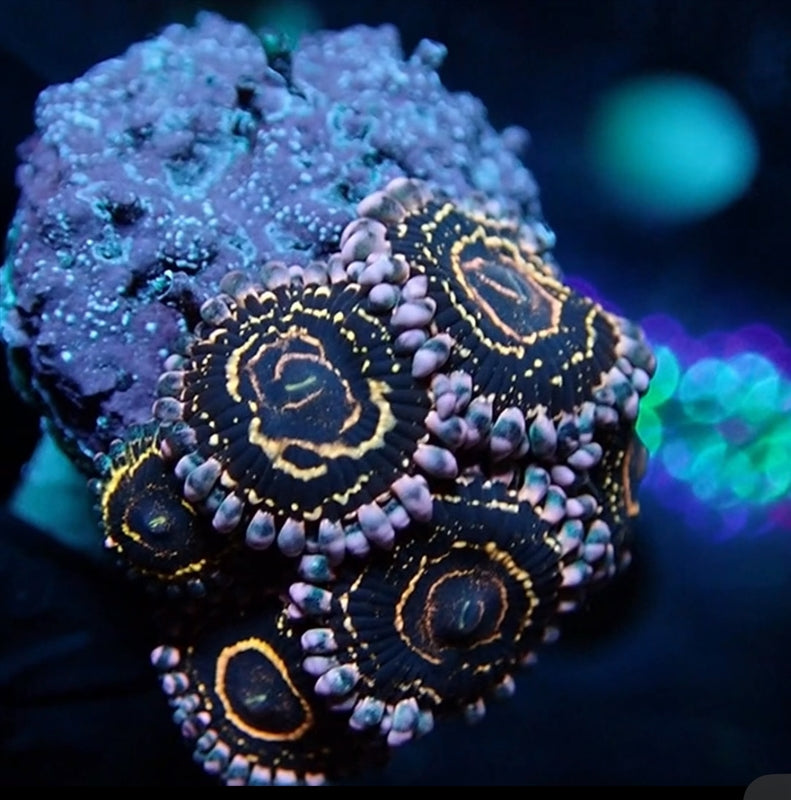 Stratosphere Zoanthids