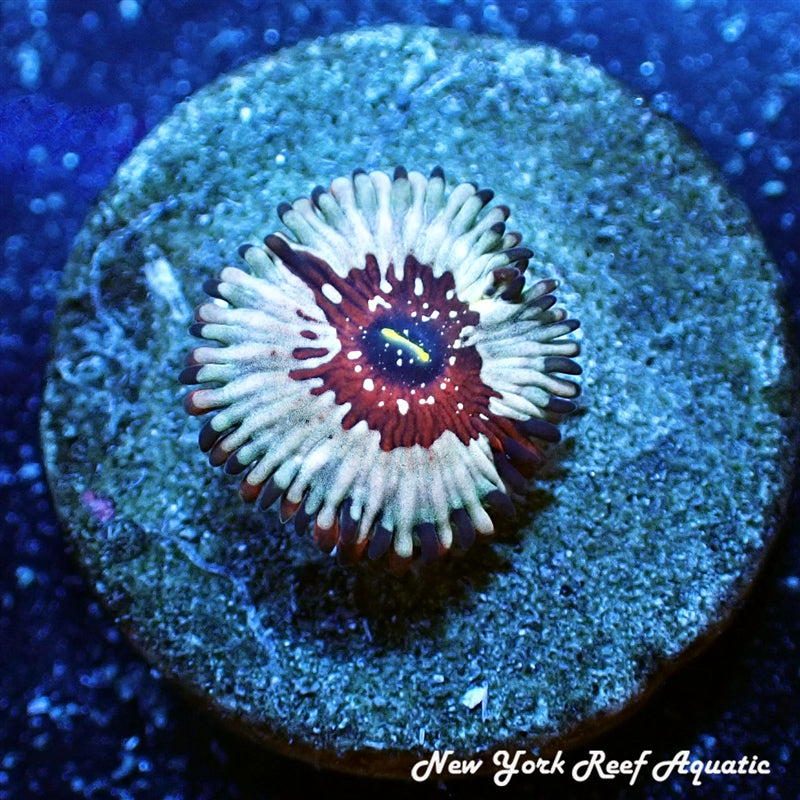 White Zombie Zoanthids