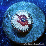 White Zombie Zoanthids