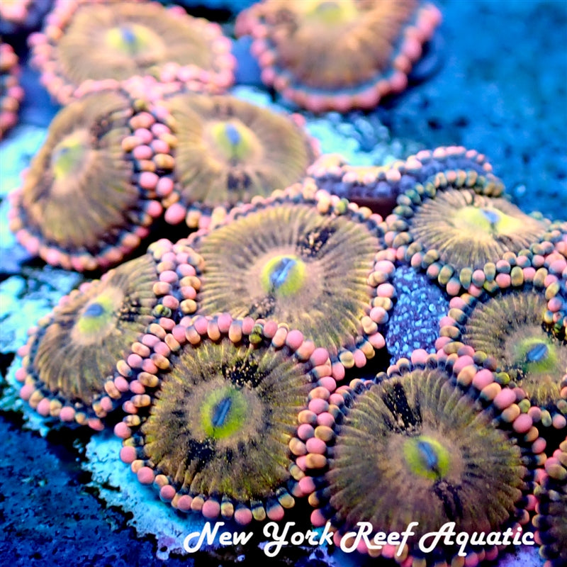 Alien Anti Venom Zoanthids