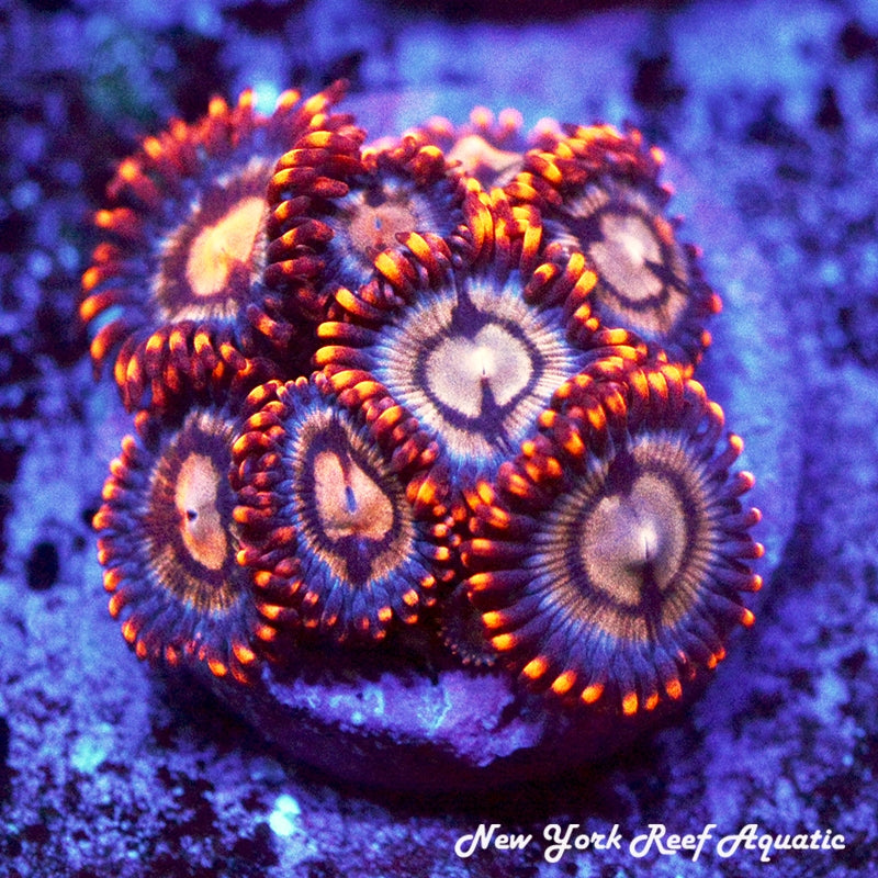 Angry Bird Zoanthids