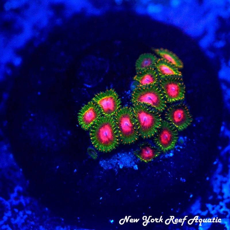 Awesome Blossom Zoanthids