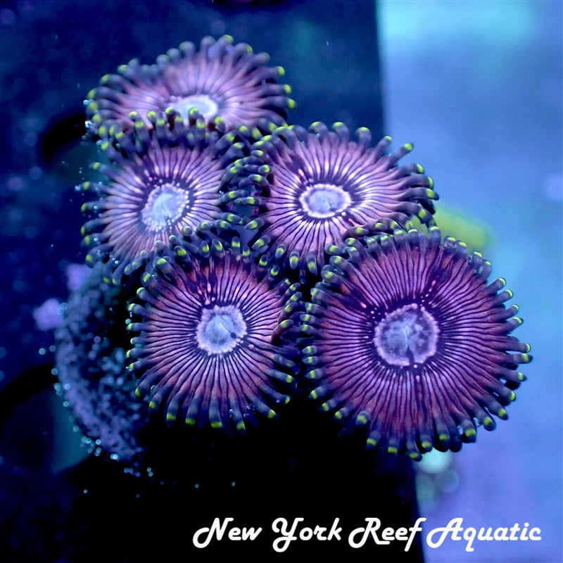 Black Orchid Zoanthid