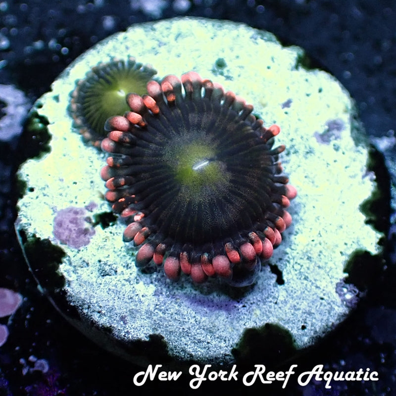 Bloody Mary Zoanthid