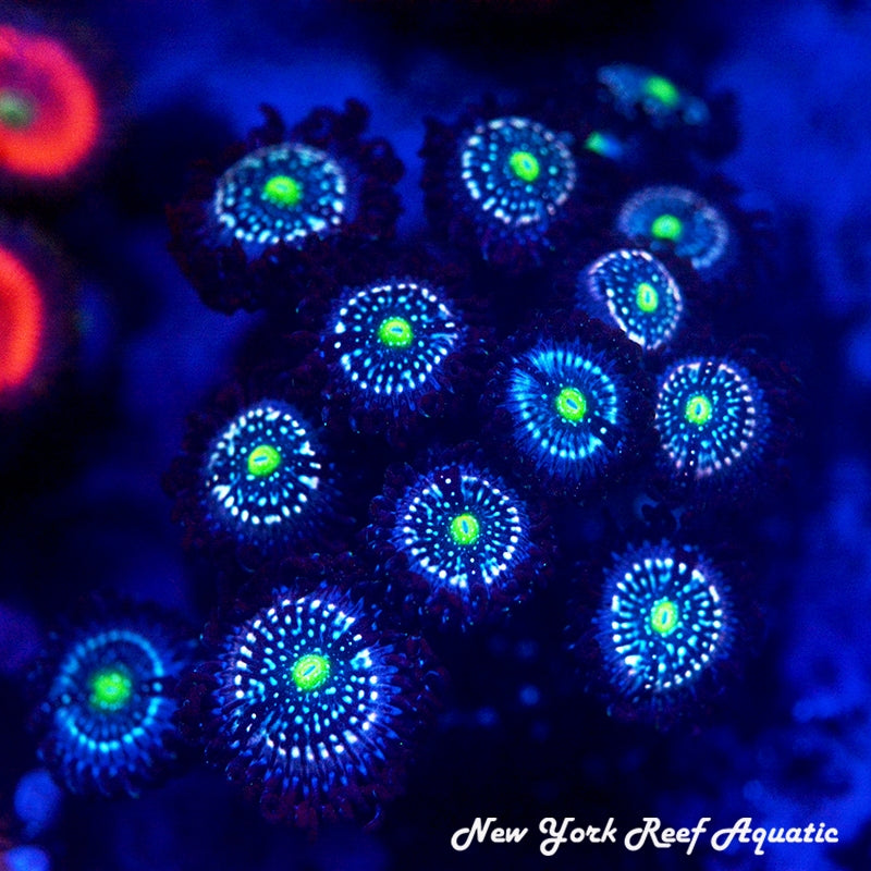 Blue Lagoon Zoanthids