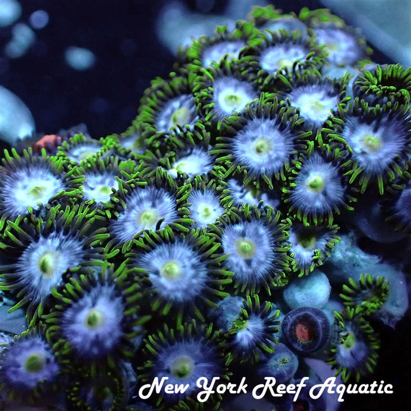 Blue Star Gazer Zoanthid 5-8 Polyp Frag