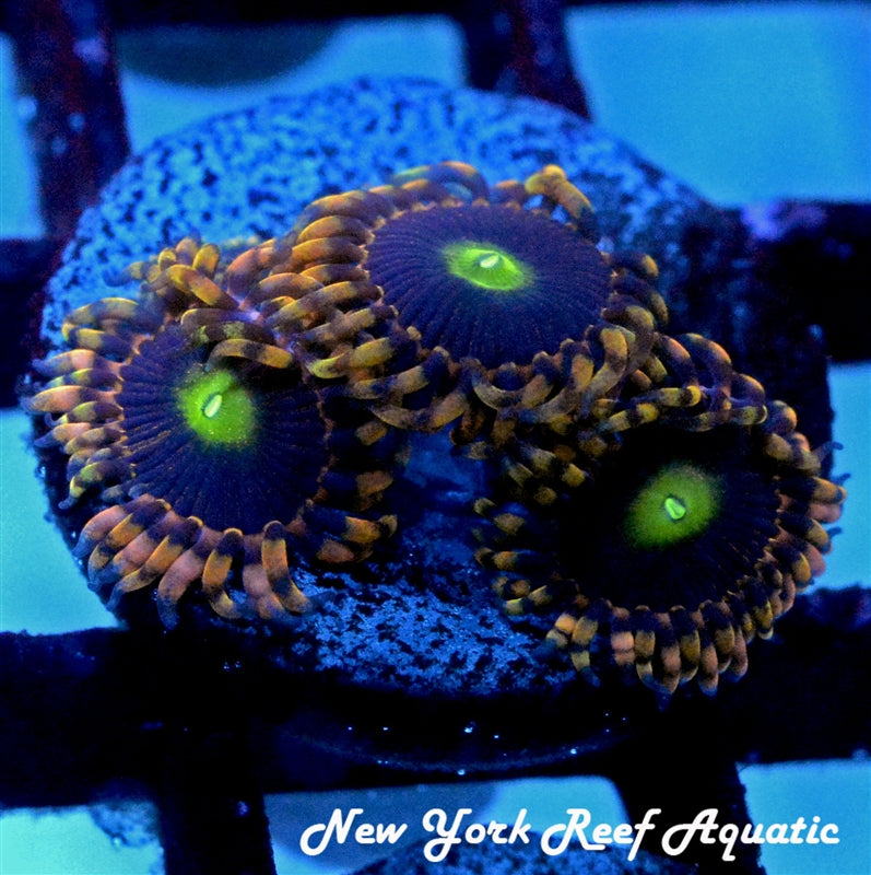 Bozos Birthday Zoanthid - 4-6 polyp frag - BLOW OUT SALE PRICE!