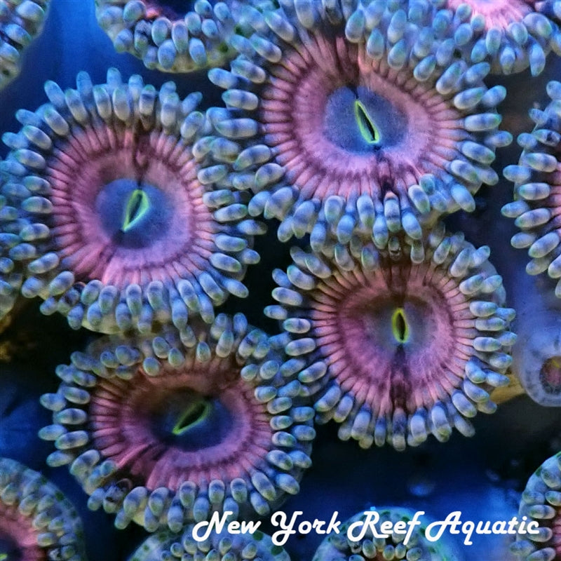 Bubblicious Pink Zoanthid - 1 Polyp Frag