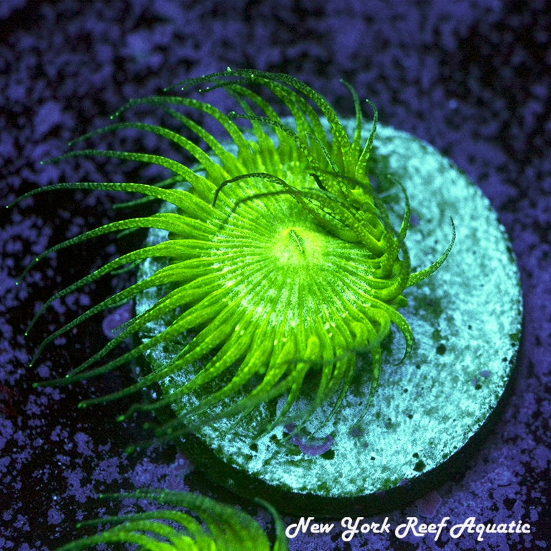 NYRA BunChut Palythoa - 2-4 polyp frag