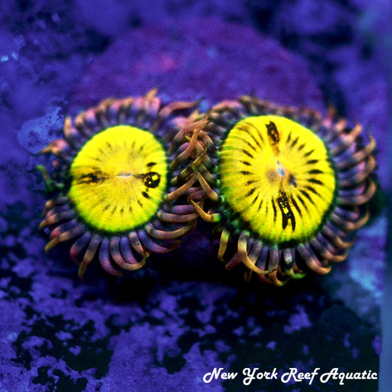 Butt Muncher Zoanthids - 2-4 Polyp Frag SALE PRICE!!