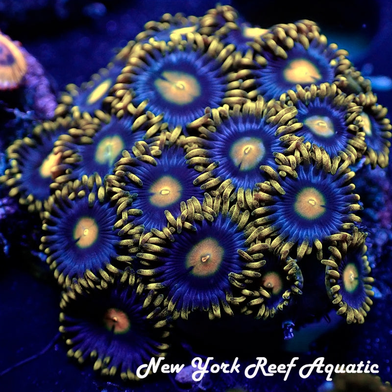 Corona Zoanthid 4-5 Polyp Frag