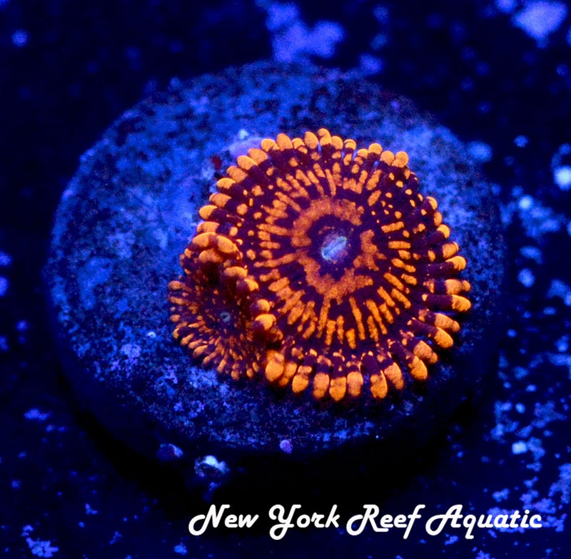 Darth Maul Zoanthids