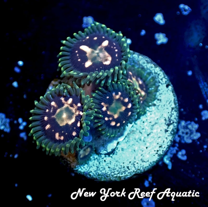 Delirium Asylum Zoanthid