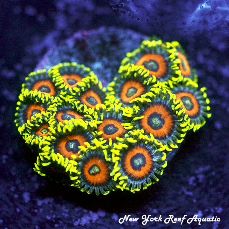 Eagle Eye Zoanthids