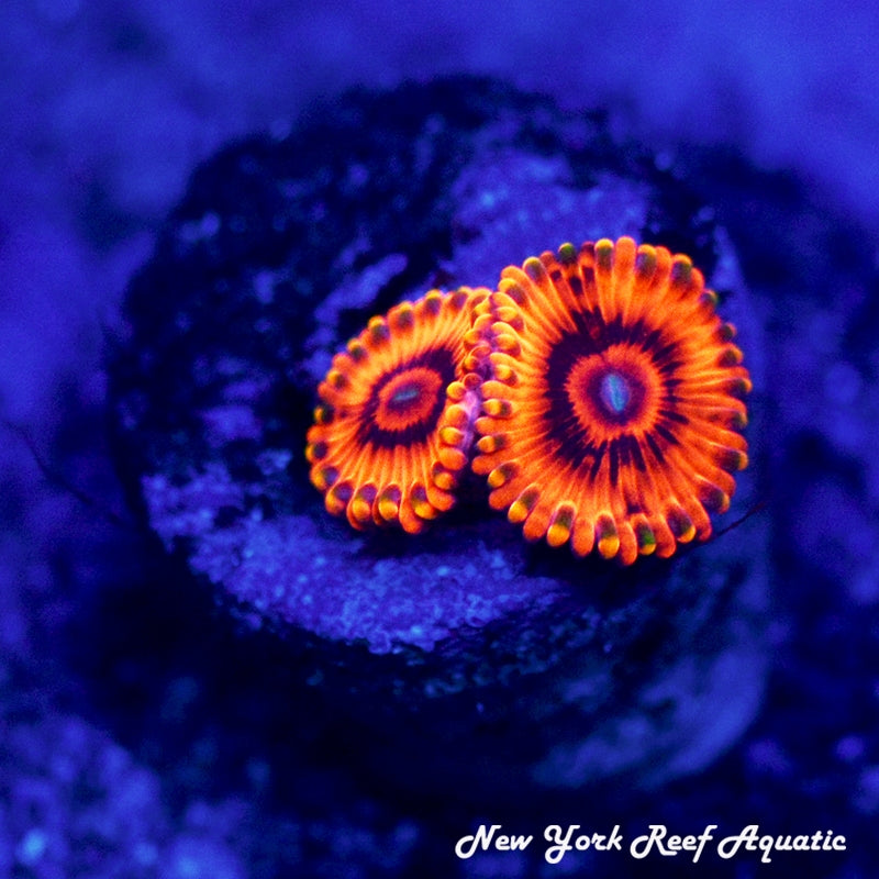 El-Corazon Zoanthids - 2 Polyp Frag