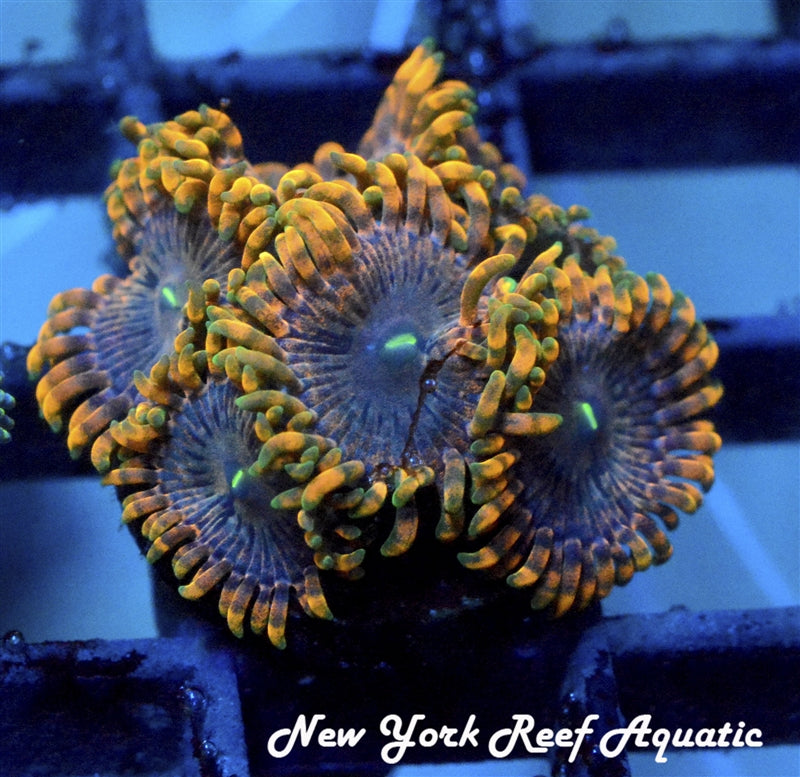 Fairy Fart Zoanthids