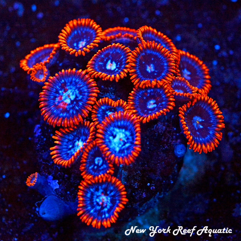 Fire and Ice Zoanthids