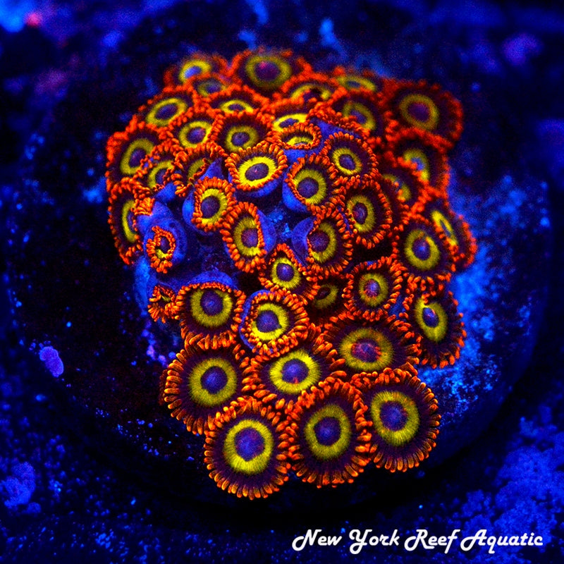 Fruit Loops Zoanthids