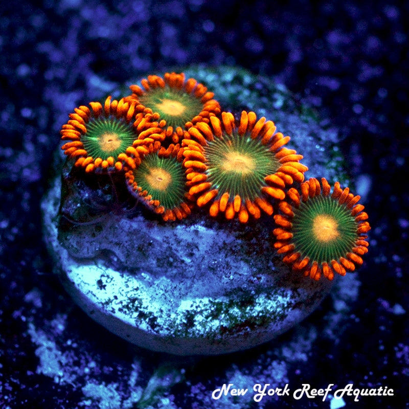 Gatorade Zoanthids