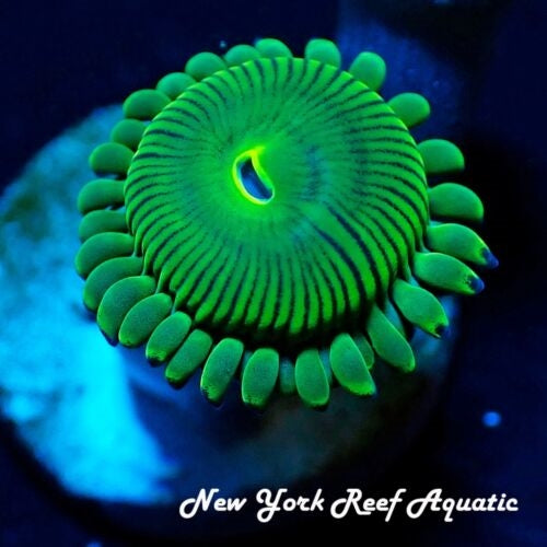 Green People Eater Zoanthid 2-3 Polyps Frag