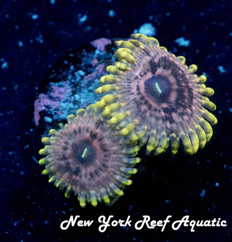 Guano Zoanthids 2-3 Polyp Frag - SALE PRICE!