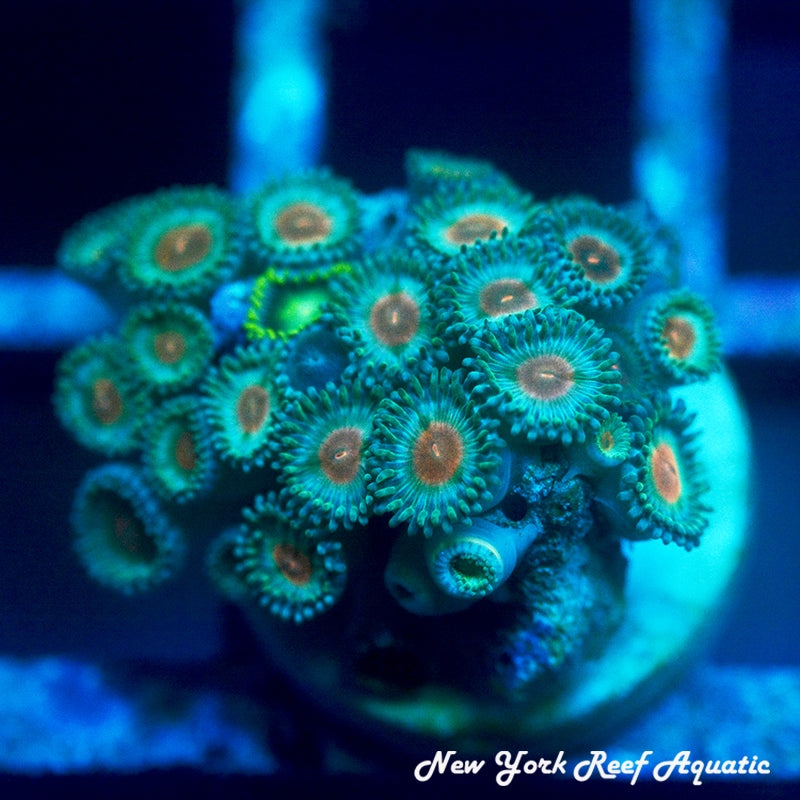 Japan Vice Zoanthids