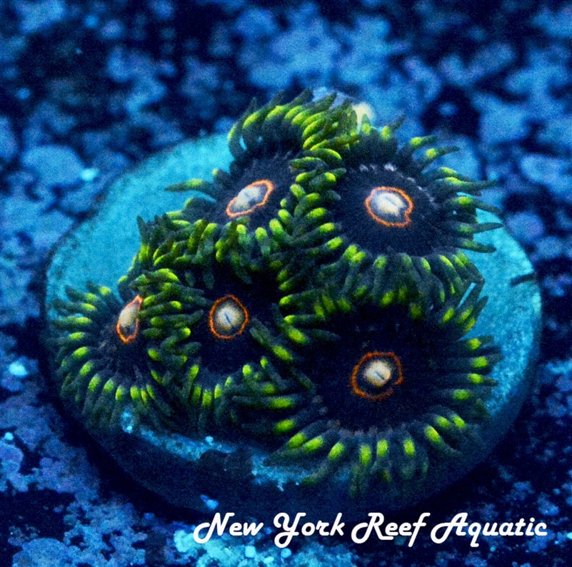 JawBreaker Hornet Zoanthids 5-8 Polyp Frag