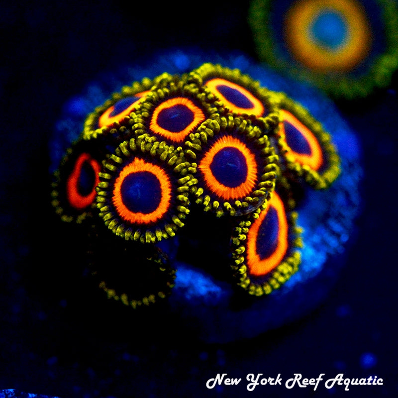 Jungle Juice Zoanthids