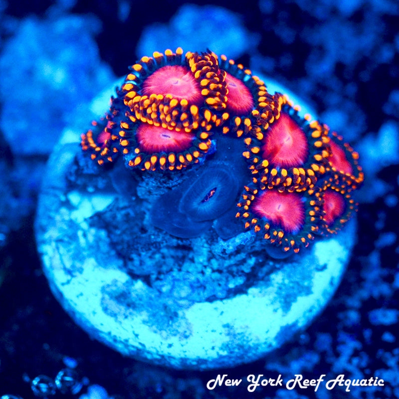 KH Sunburst Zoanthids 4-7 Polyp Frag - SALE SPECIAL!