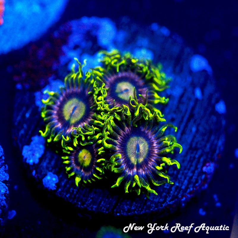 Lemon Laser Zoanthids 5-8 Polyp Frag - SALE SPECIAL!