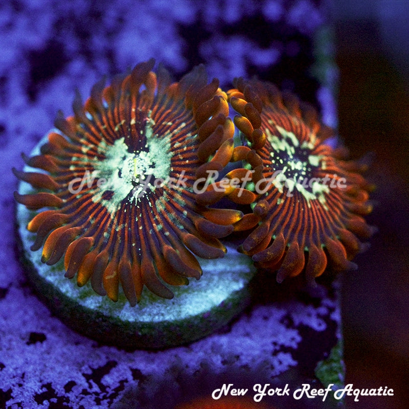 Magician Zoanthids 2-3 Polyp Frag